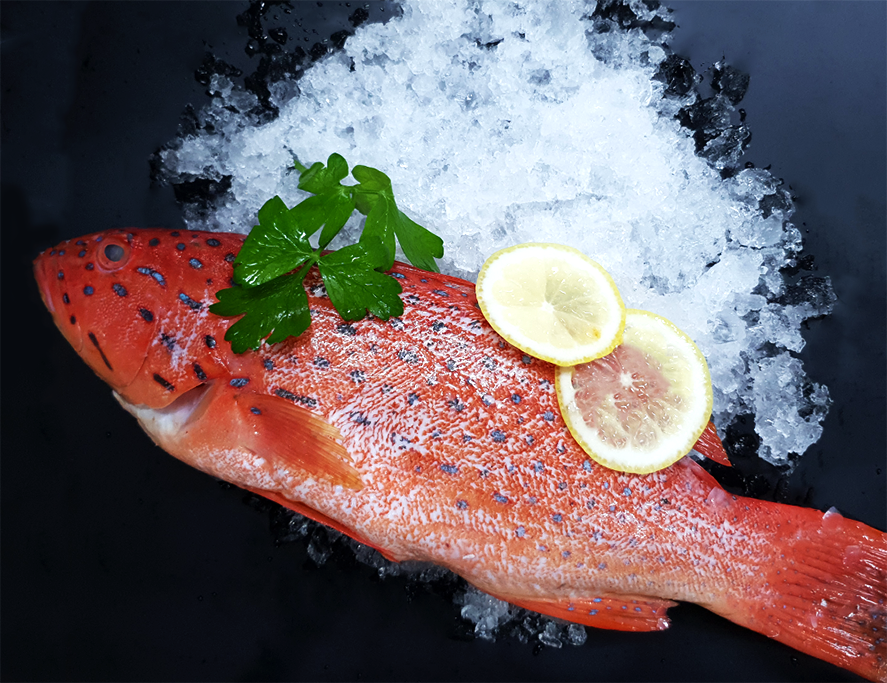 Shop By Category :: Seafood :: Red Grouper (Whole) (500-600G)